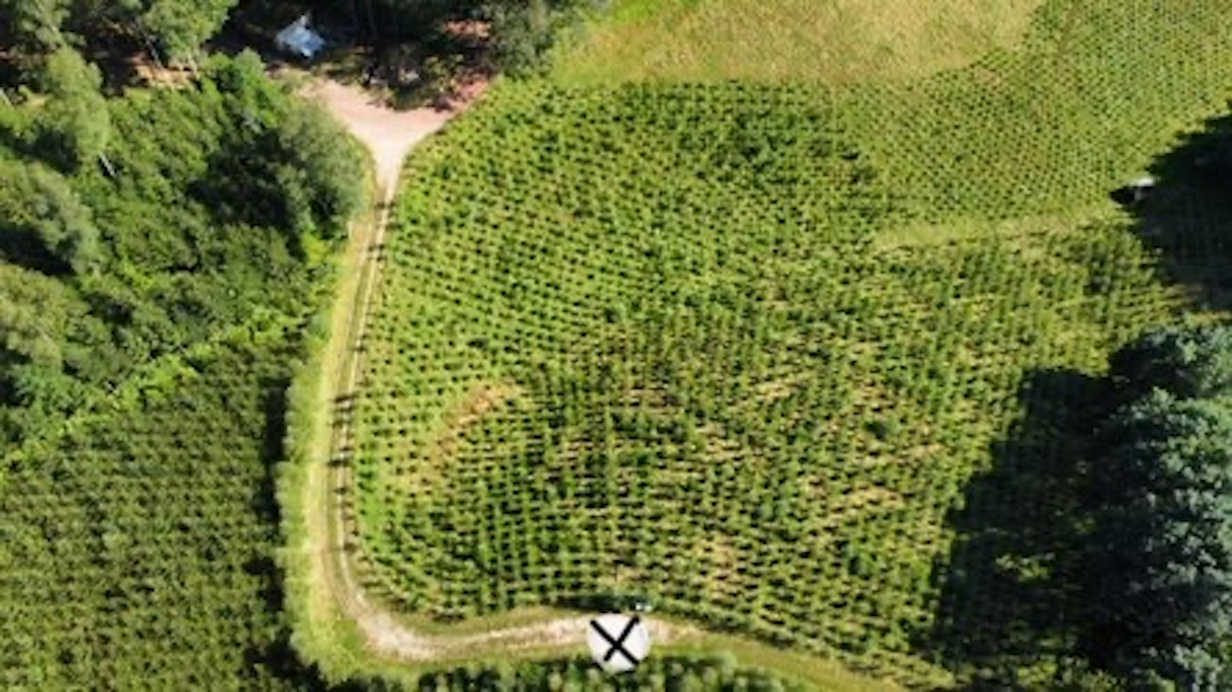 Bühl - Beim Naturdenkmal 🌳Eiche🌳