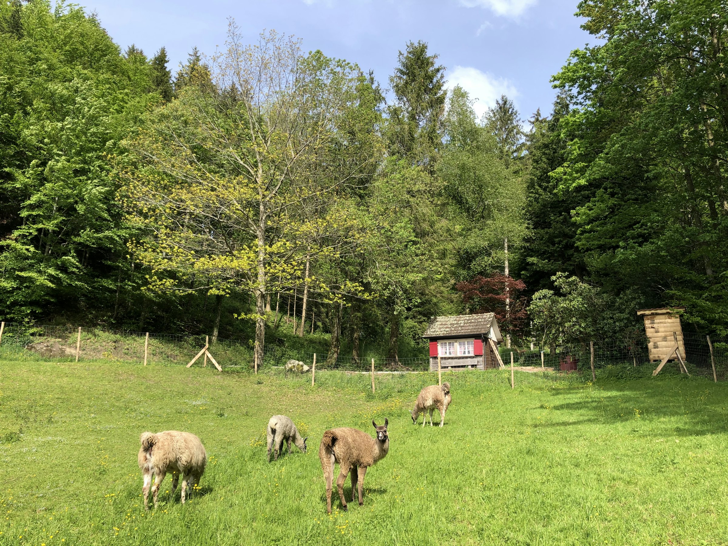 Träumen im Uhu-Hüsli