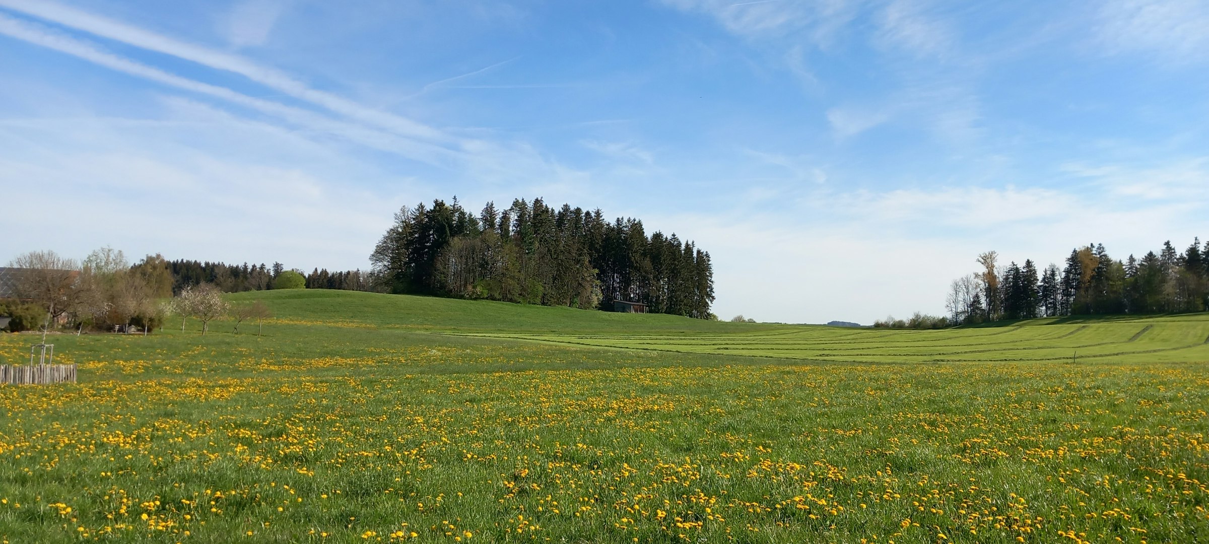 Obstgarten im Allgäu