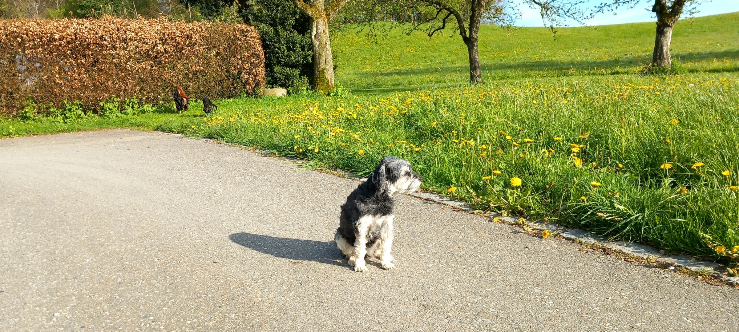Obstgarten im Allgäu