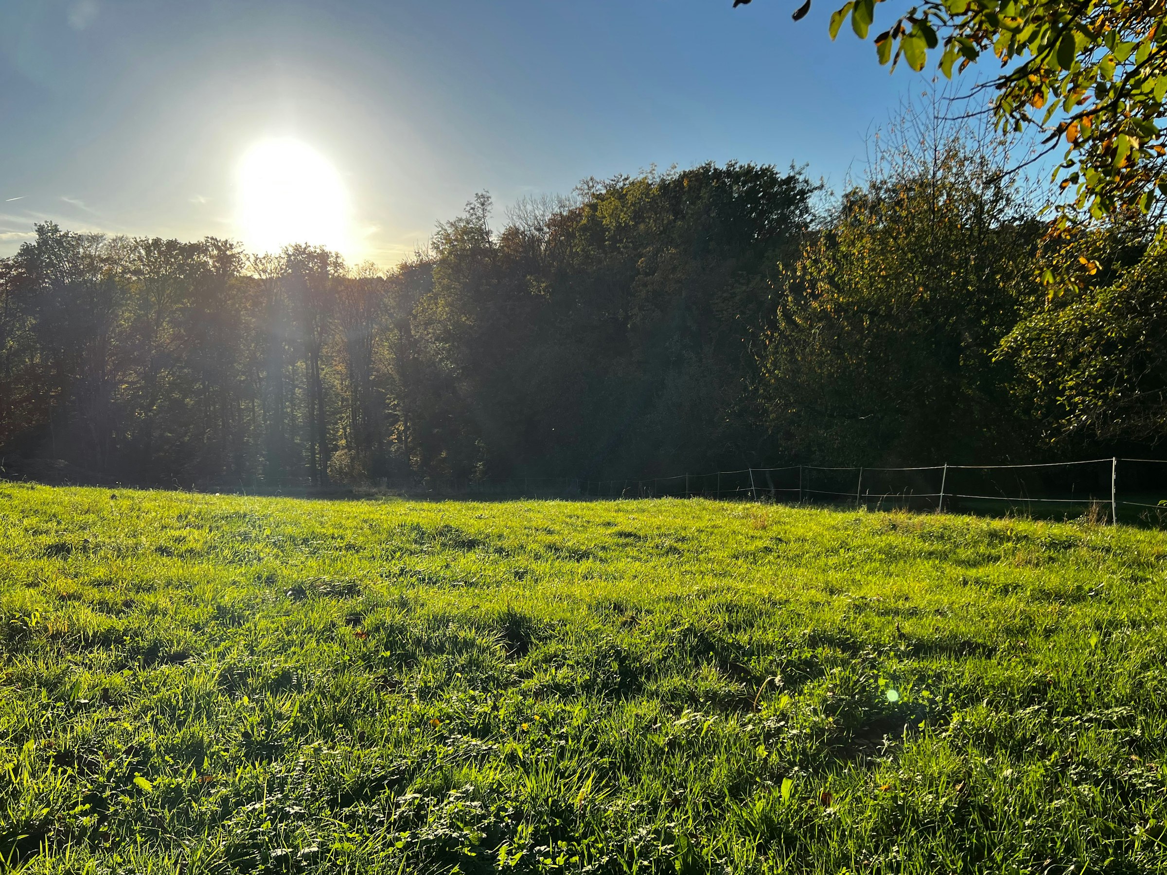 Abgelegene Senke am Walnussbaum