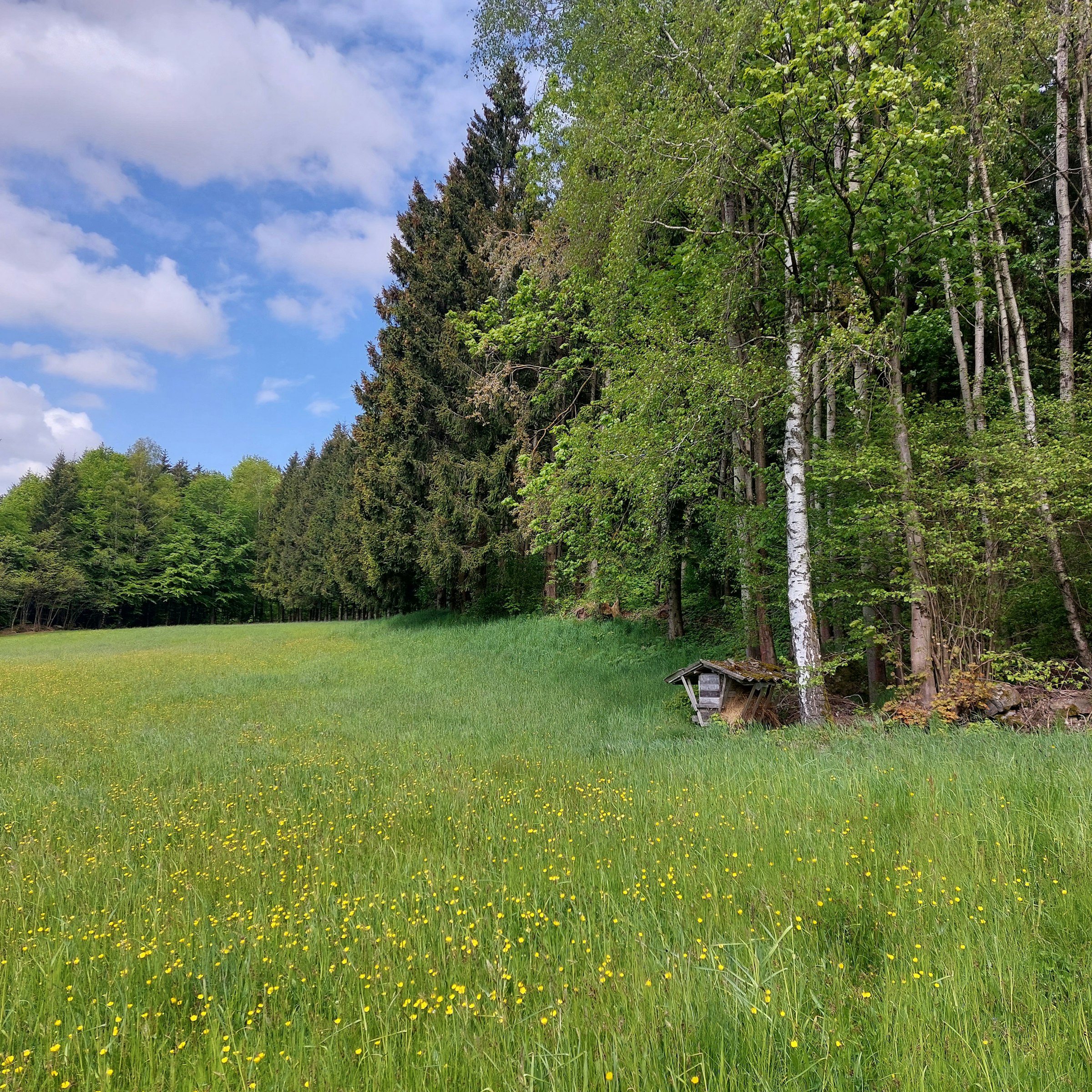 Idyllische Waldwiese