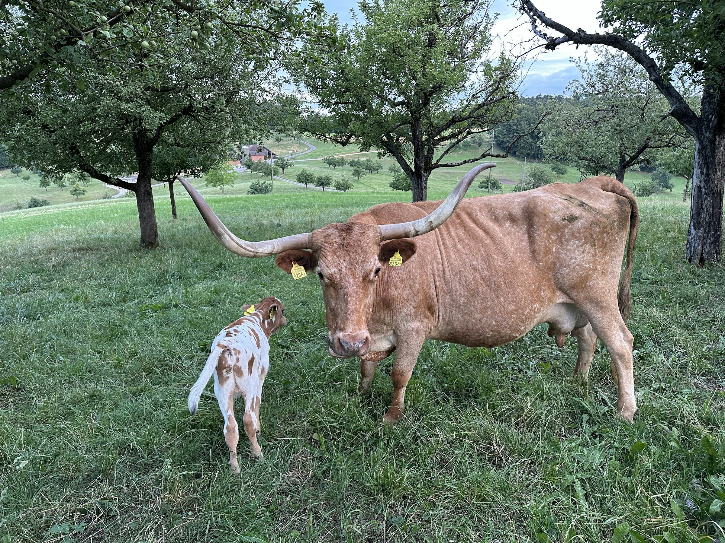 Camping auf der TexasLonghorn Ranch
