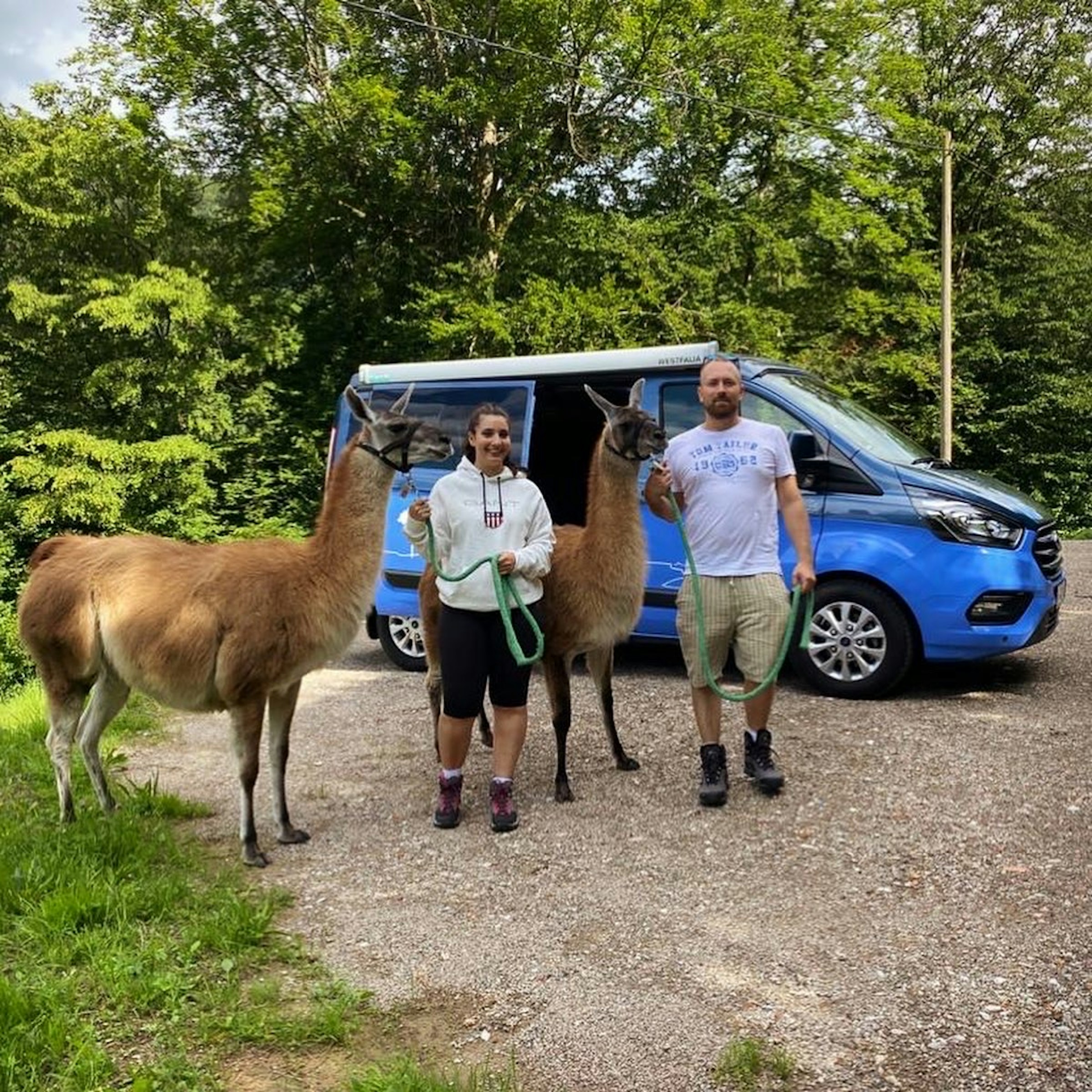 Camp - Schauinsland Lamas