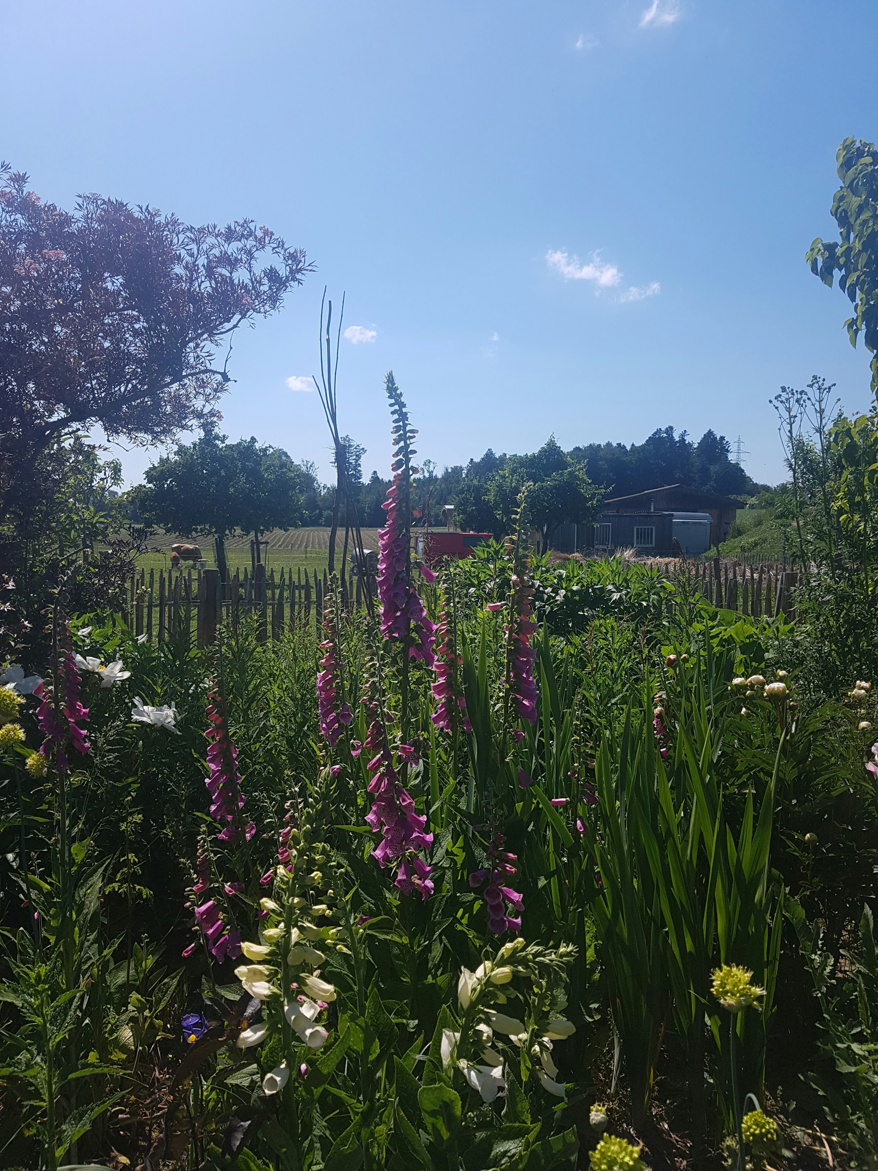 Blick vom Staudengarten aufs Camp