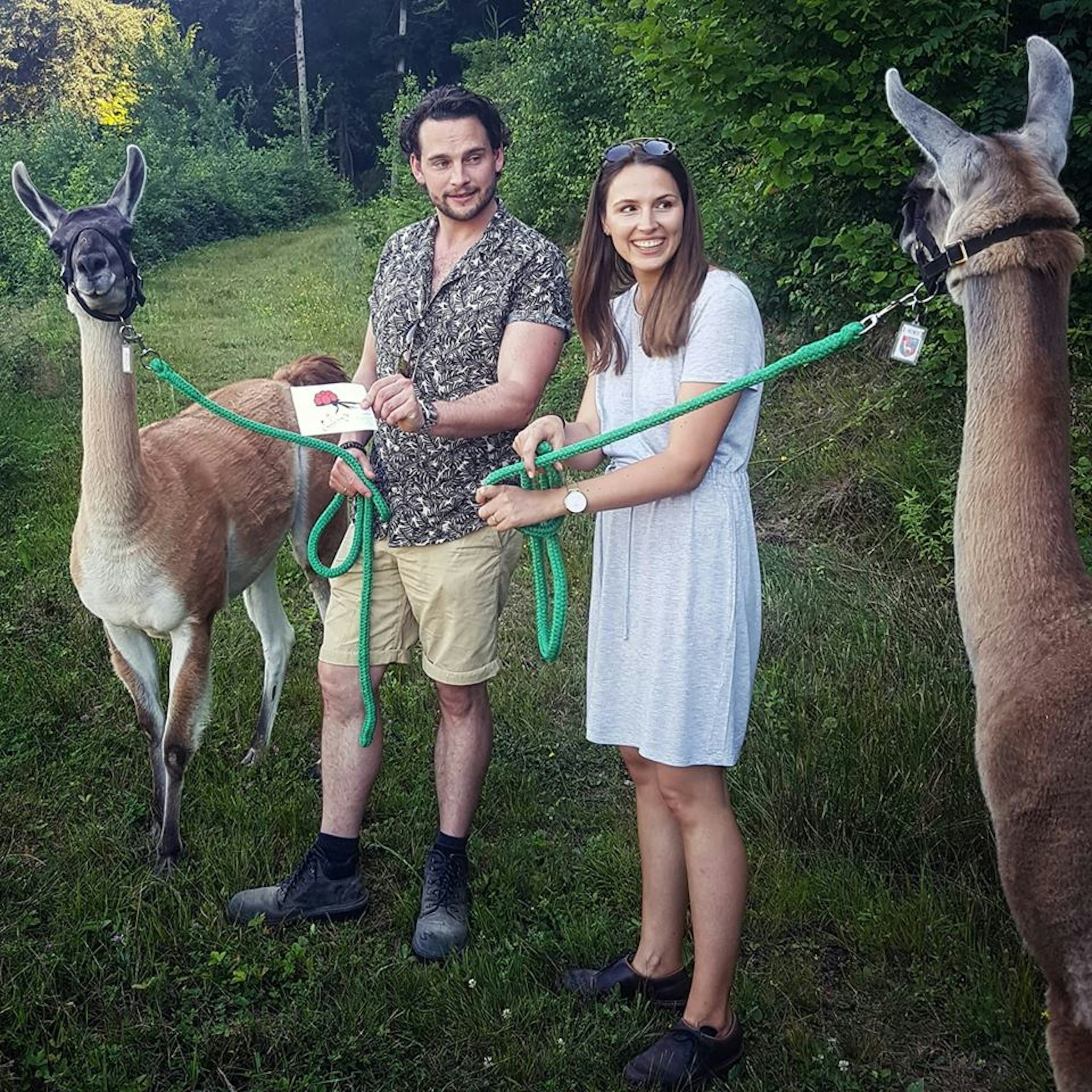 Camp - Schauinsland Lamas