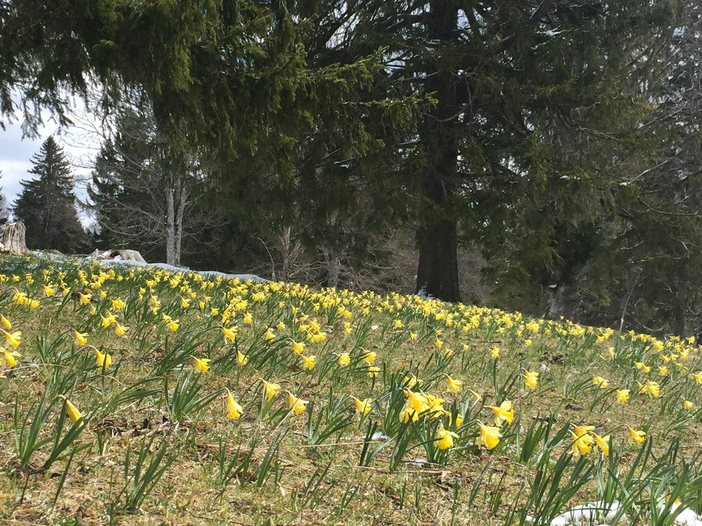 "Neuland" zu Berner Jura
