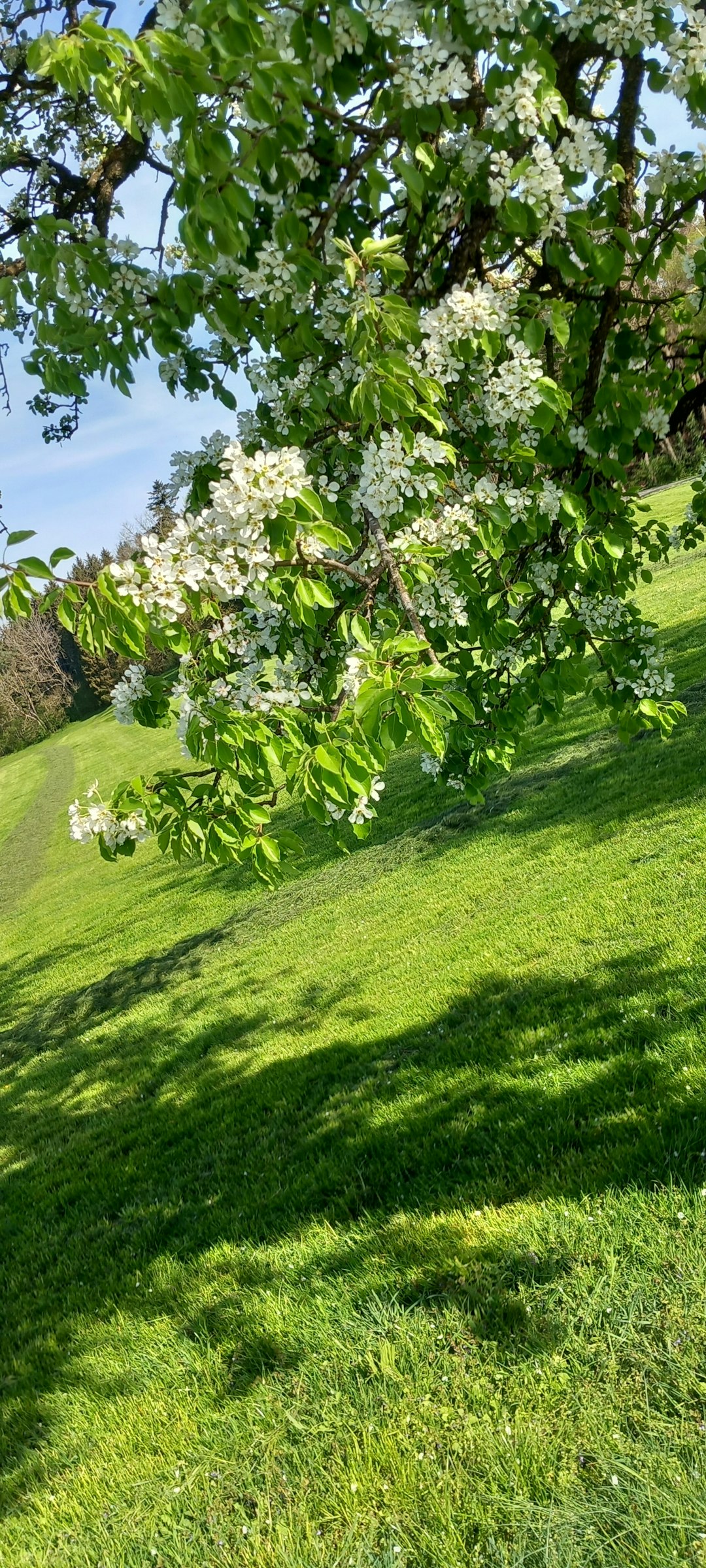Obstgarten im Allgäu