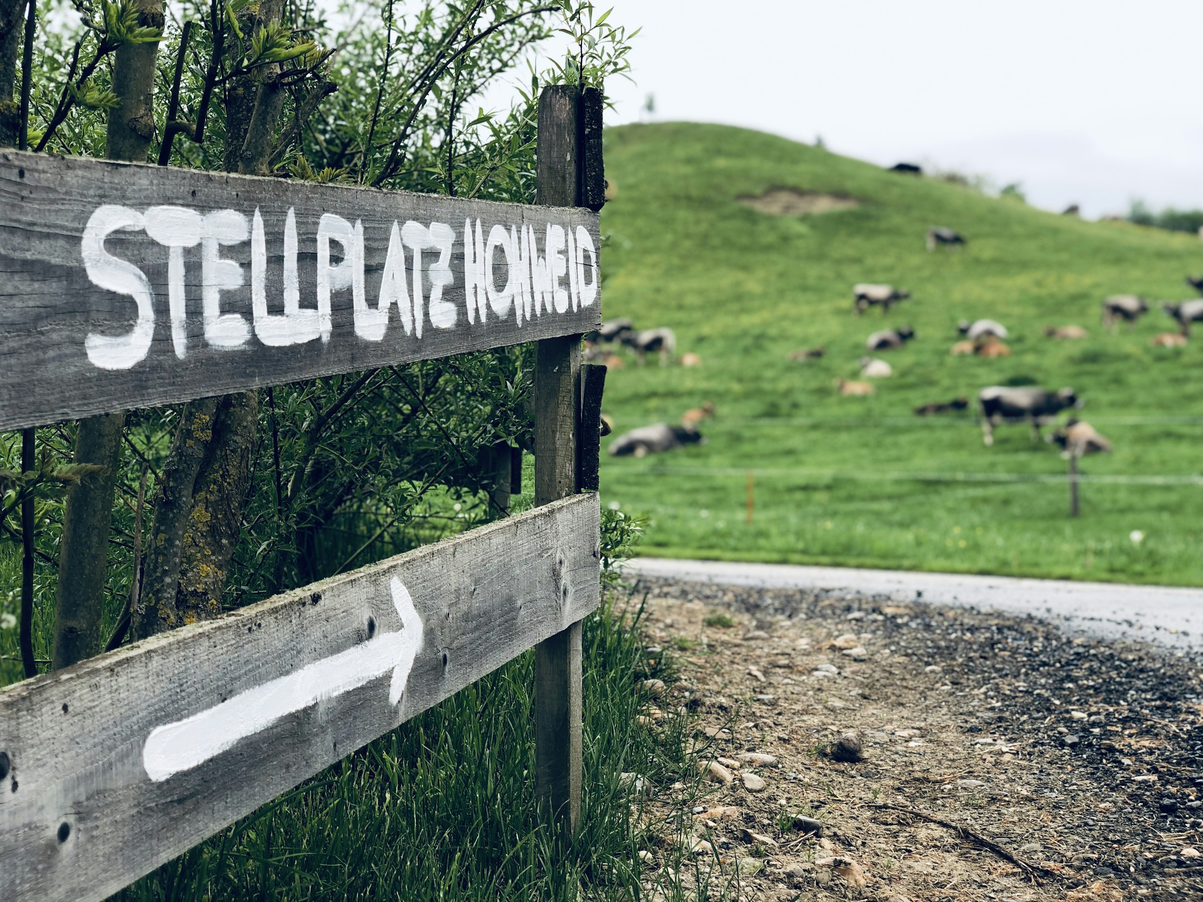 Der Stellplatz ist umgeben von Weiden, auf welchen unsere Mutterkühe im Frühjahr und Herbst grasen.