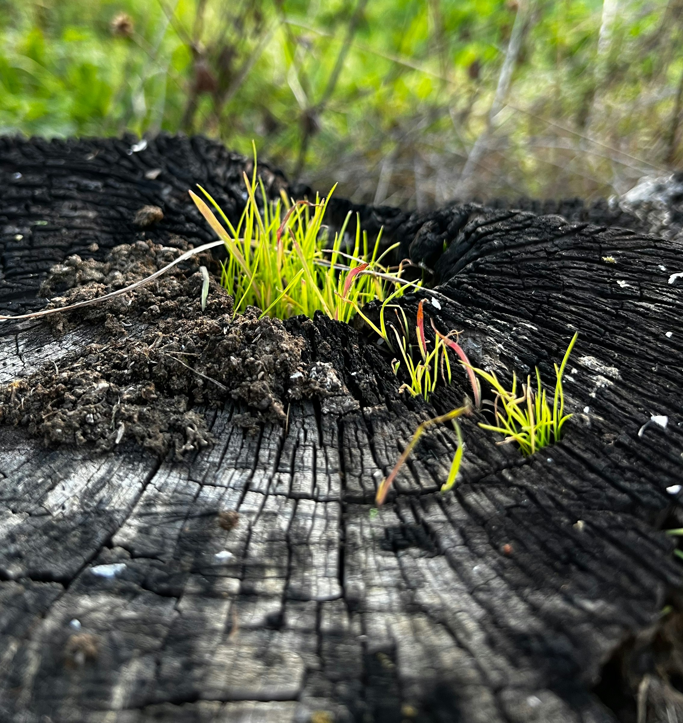 Abgelegene Senke am Walnussbaum