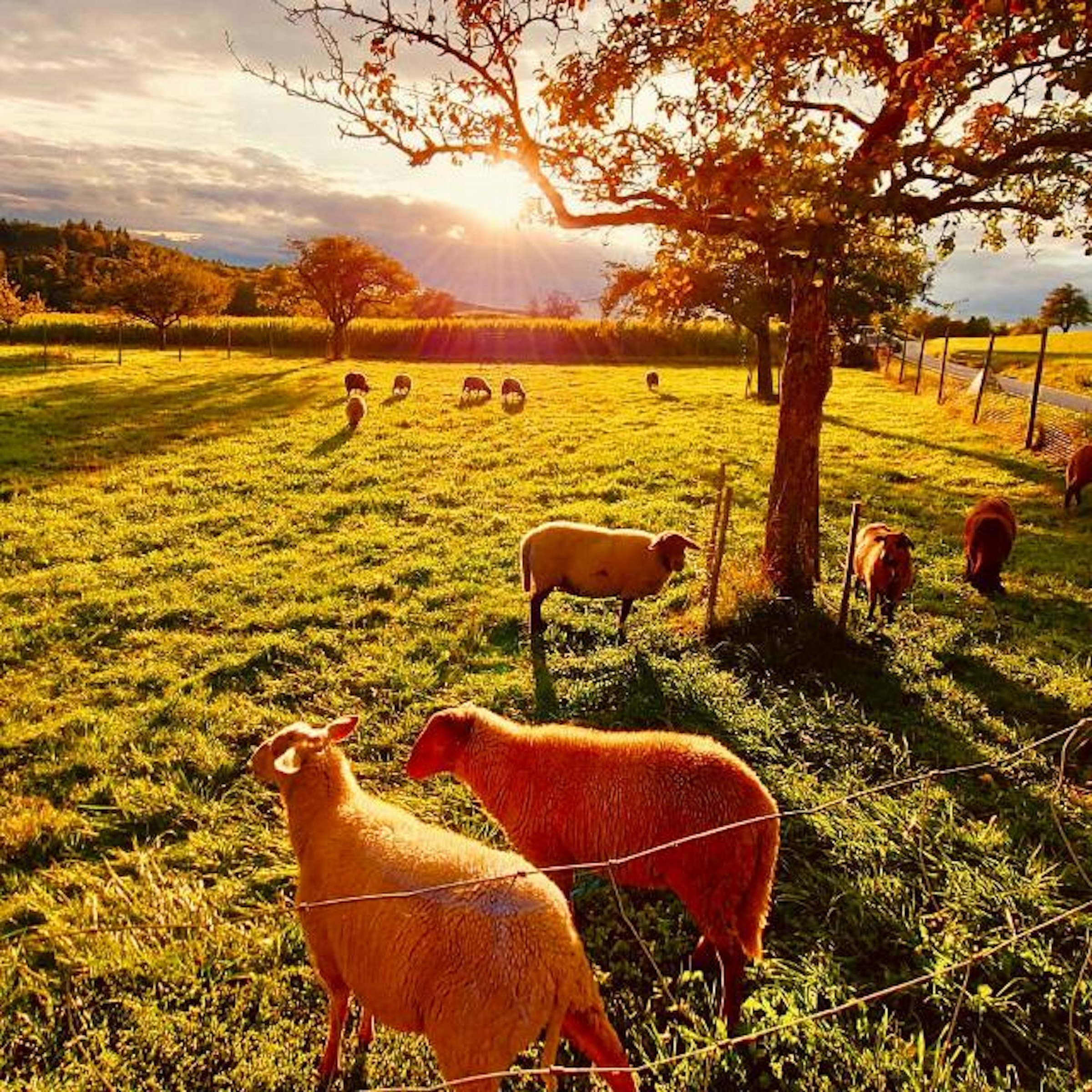 Öpfels Stellplatz auf dem Wieshof