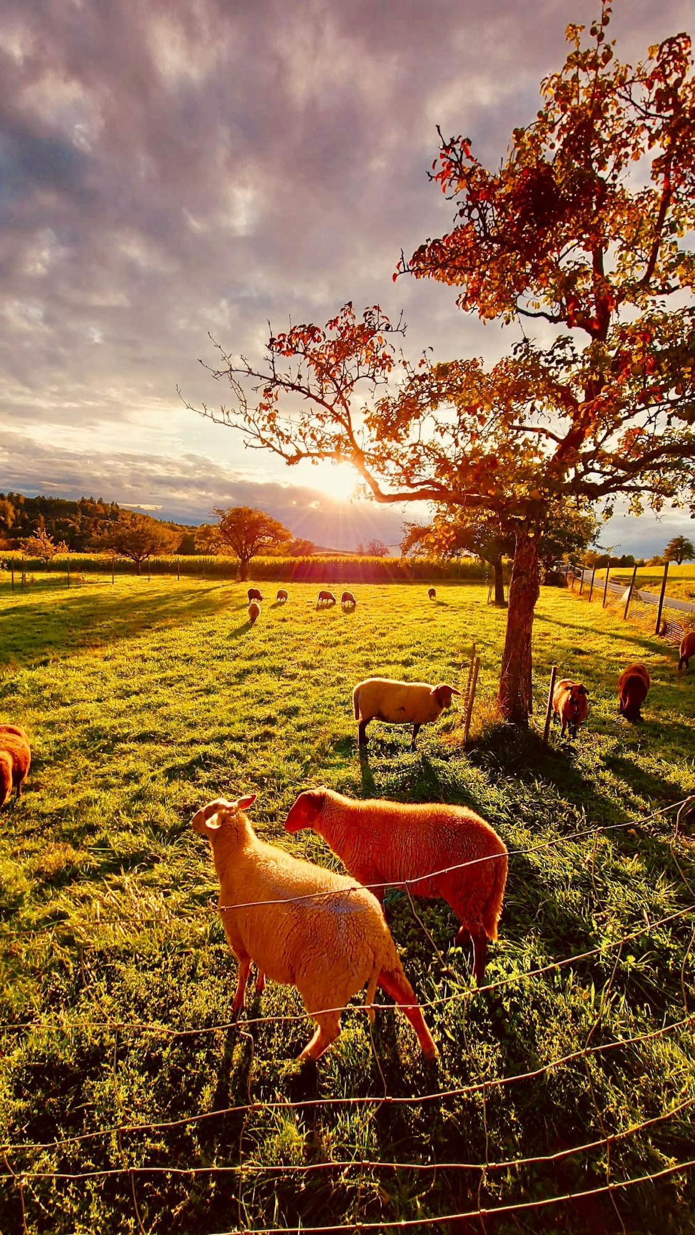 Nikola und Stefan avatar