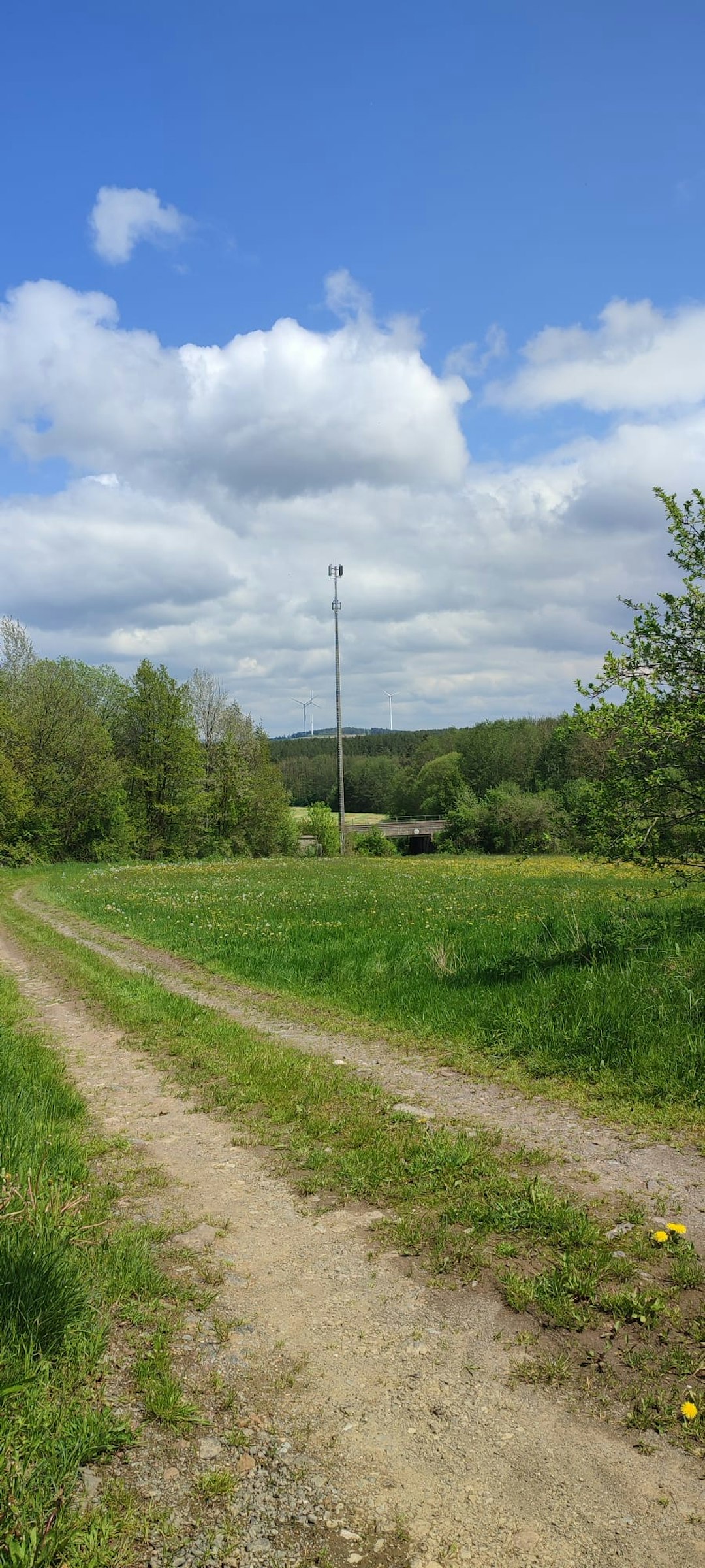 Wiese am Waldrand mit Aussicht