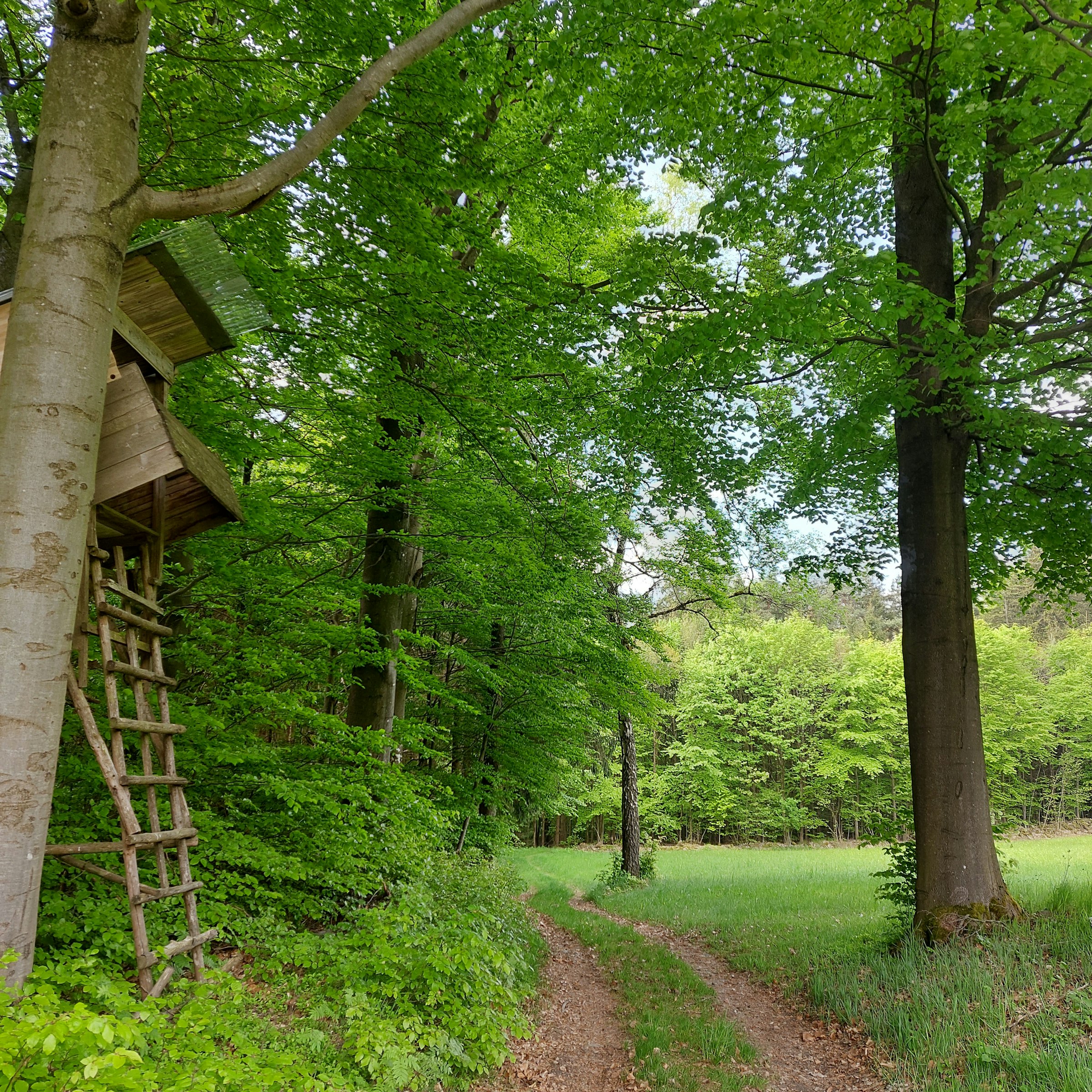 Idyllische Waldwiese