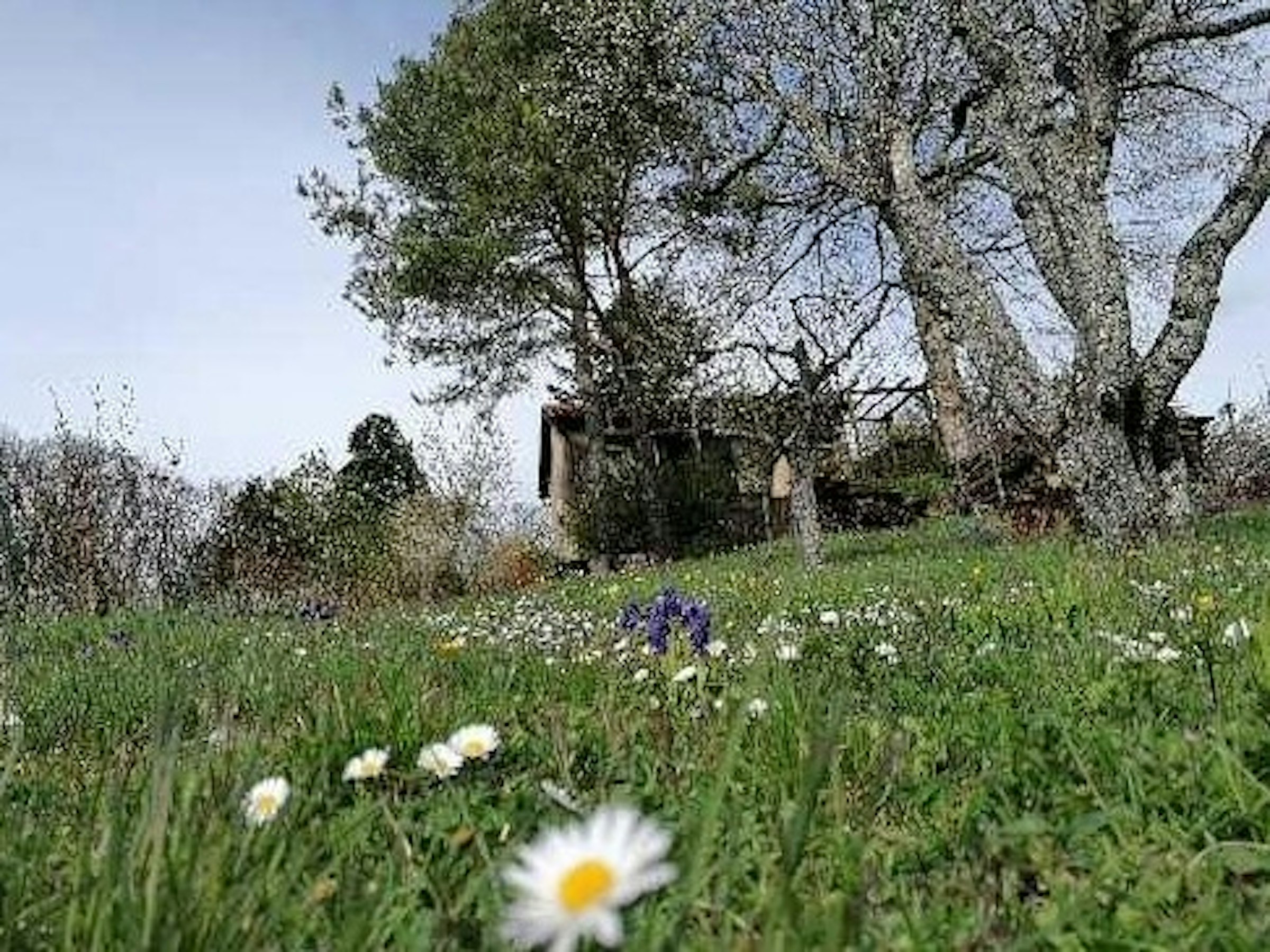 Wo's Blümle wächst