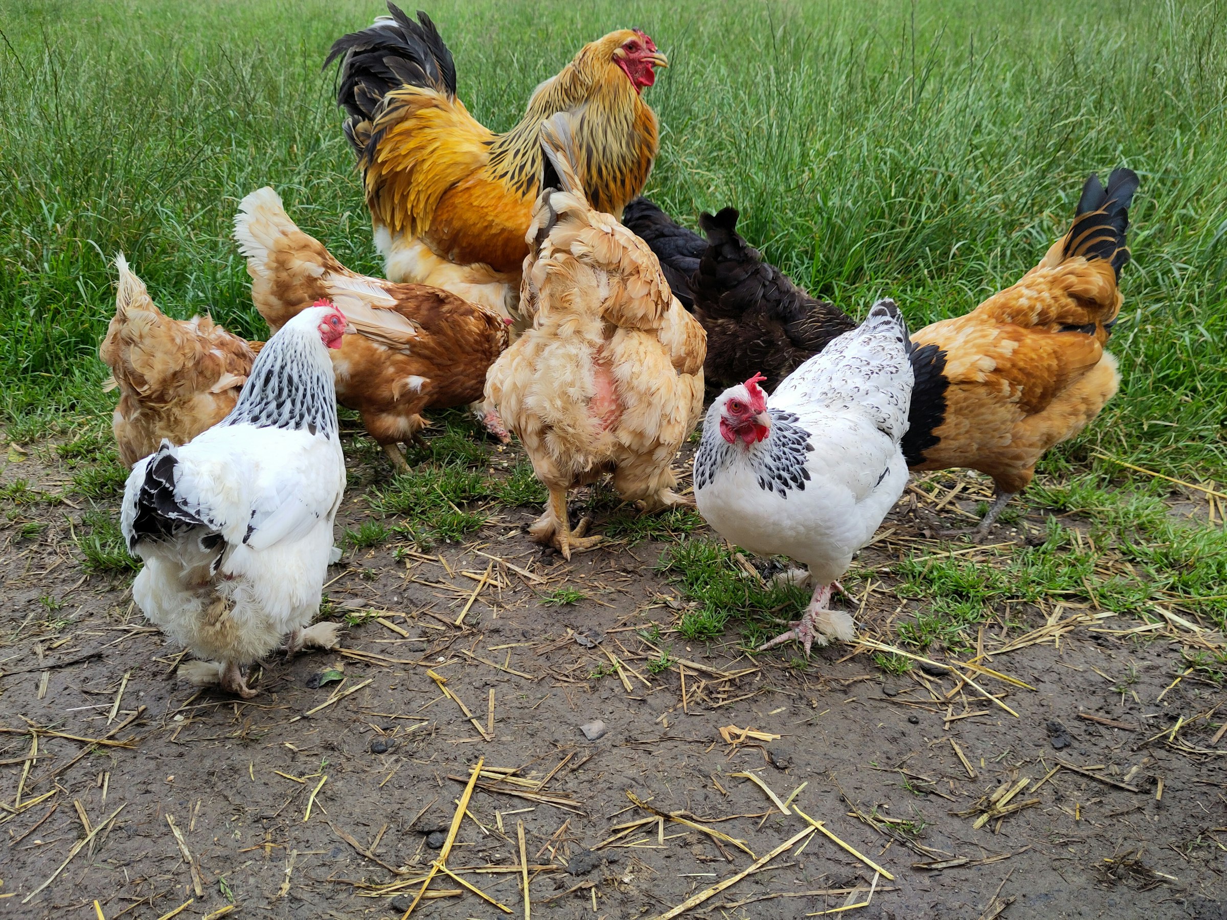 Öpfels Stellplatz auf dem Wieshof