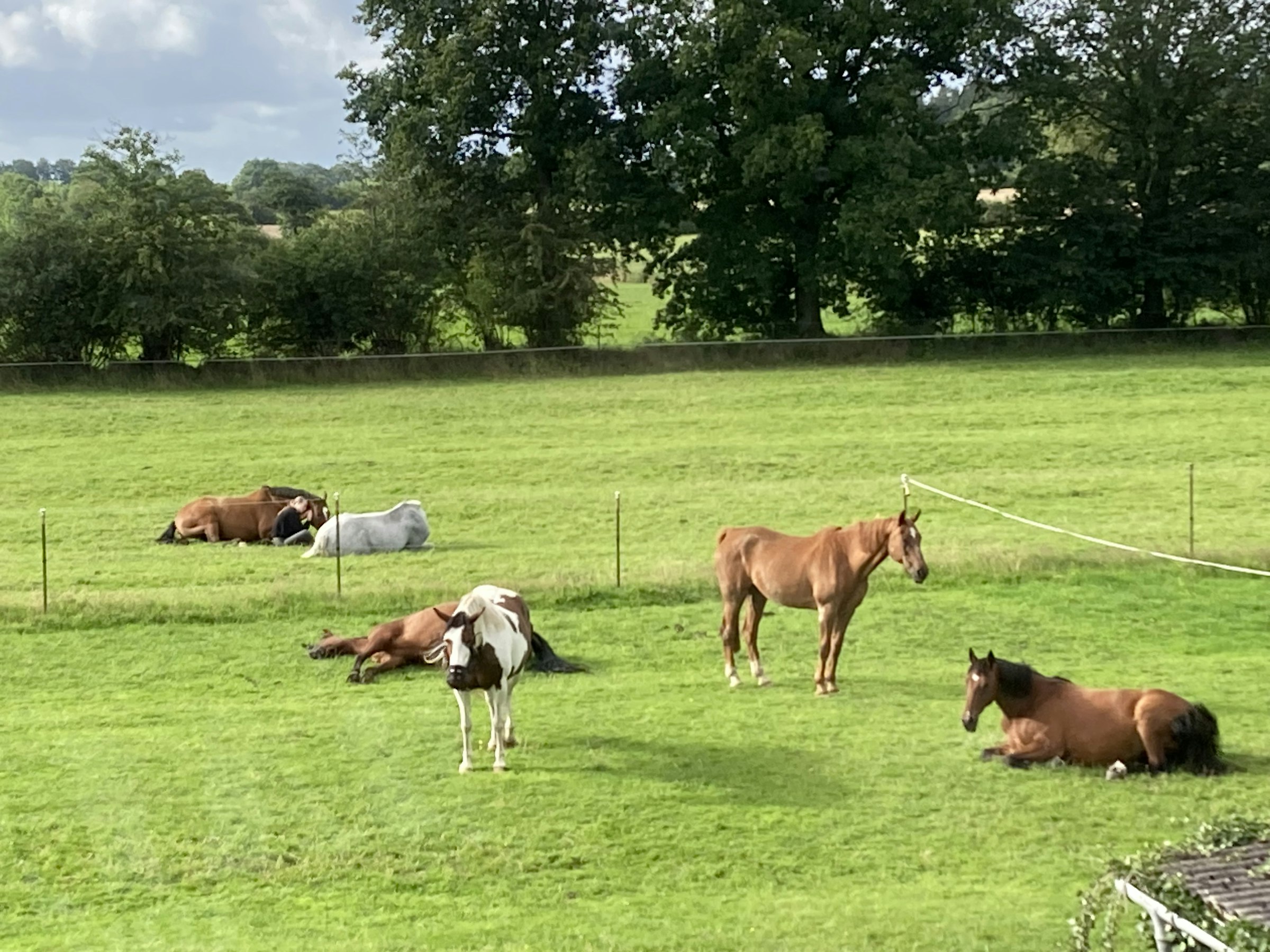 Einsamer Resthof im Grünen