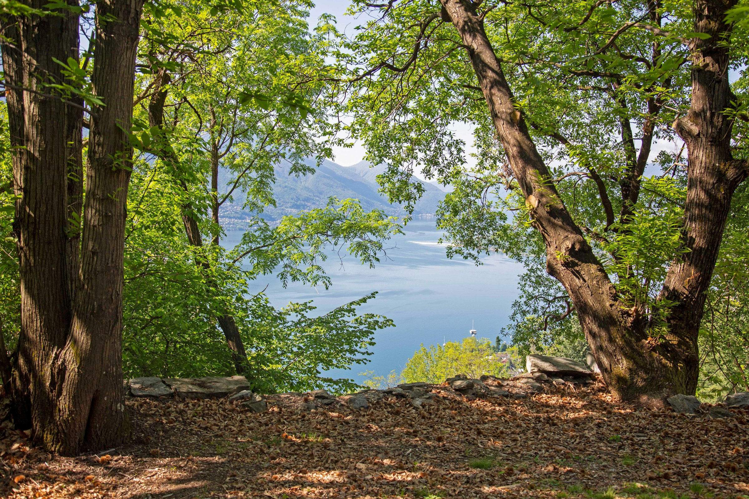 La Sorgente (castagno)