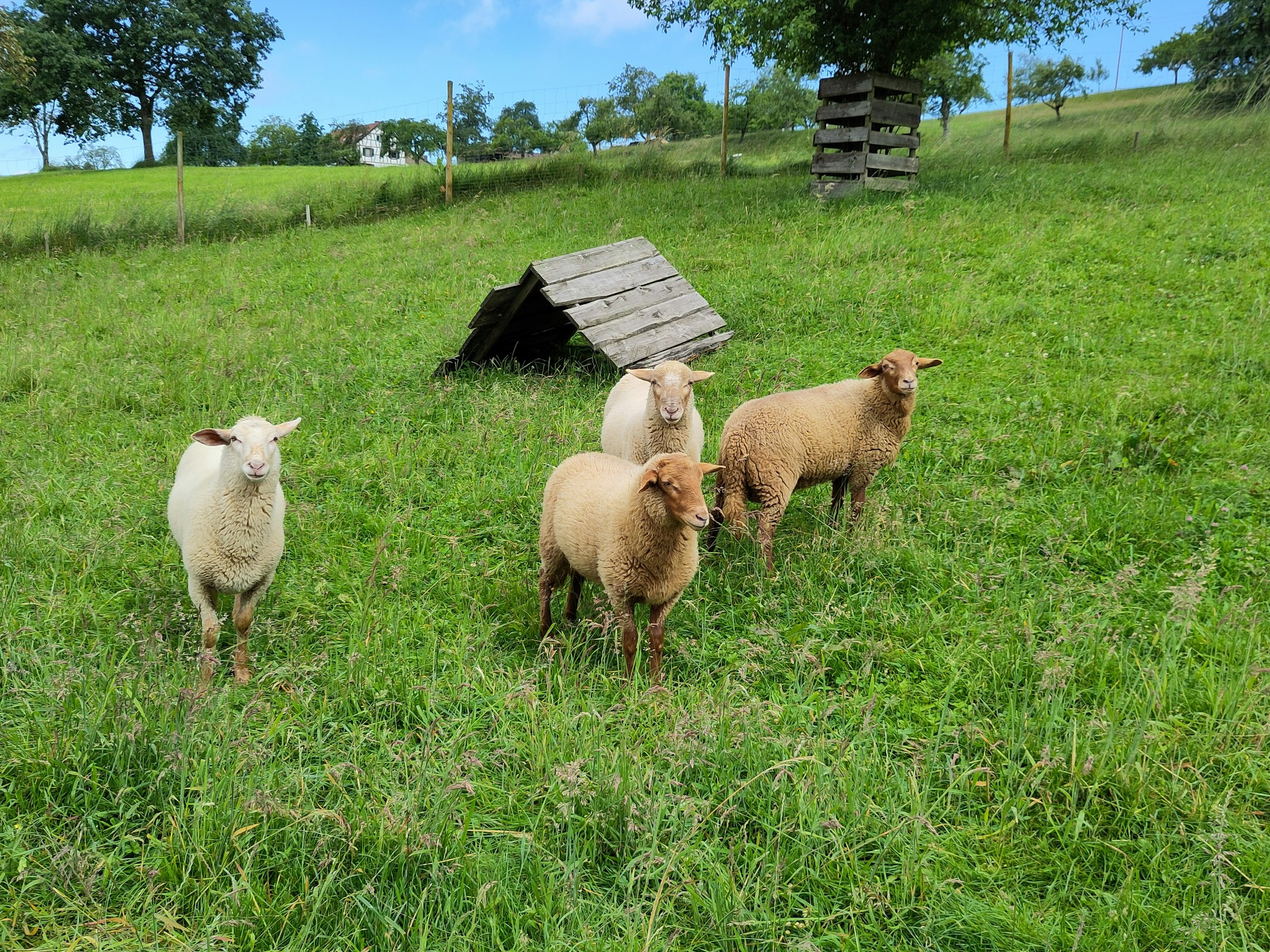 Öpfels Stellplatz auf dem Wieshof