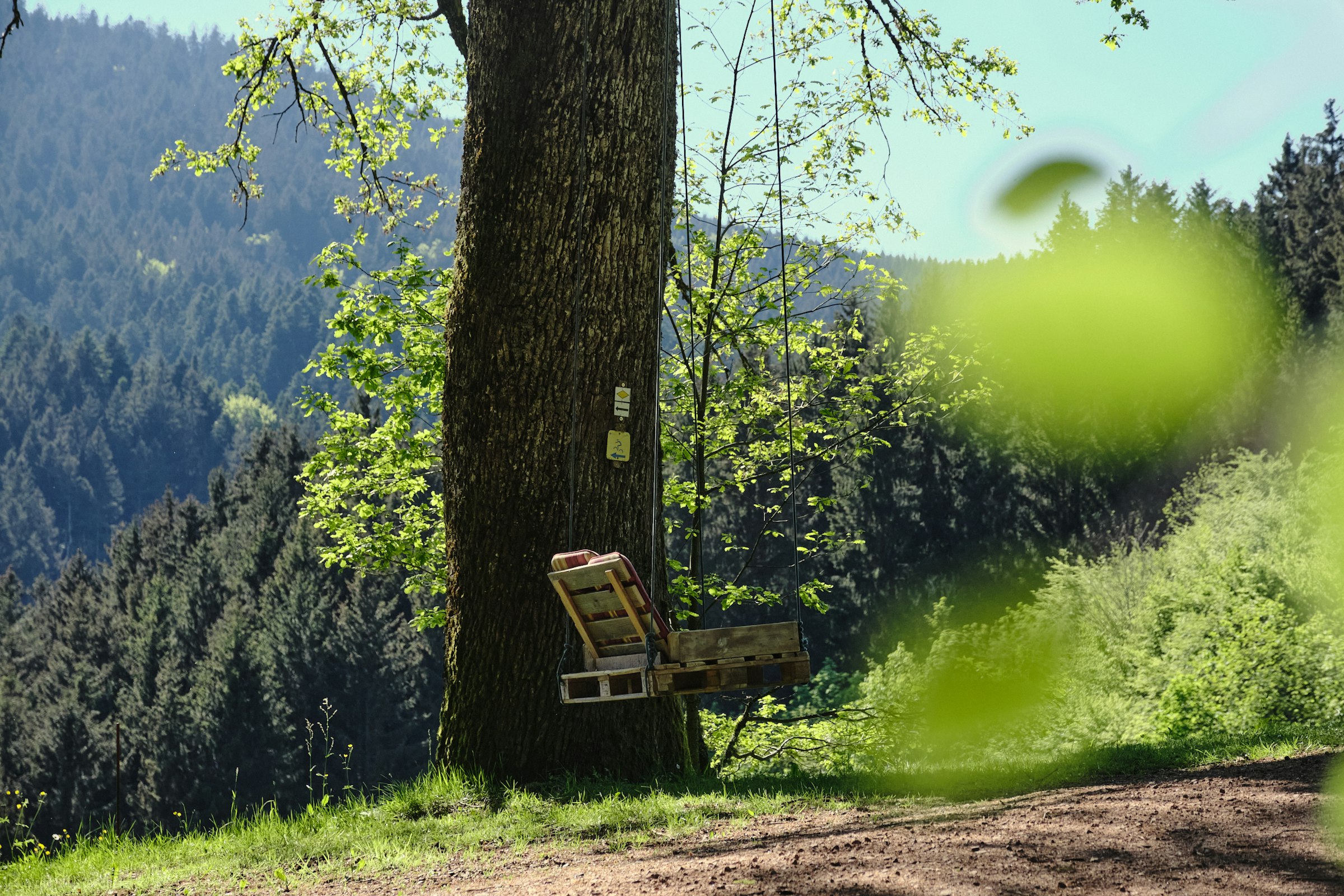 Bühl - Beim Naturdenkmal 🌳Eiche🌳