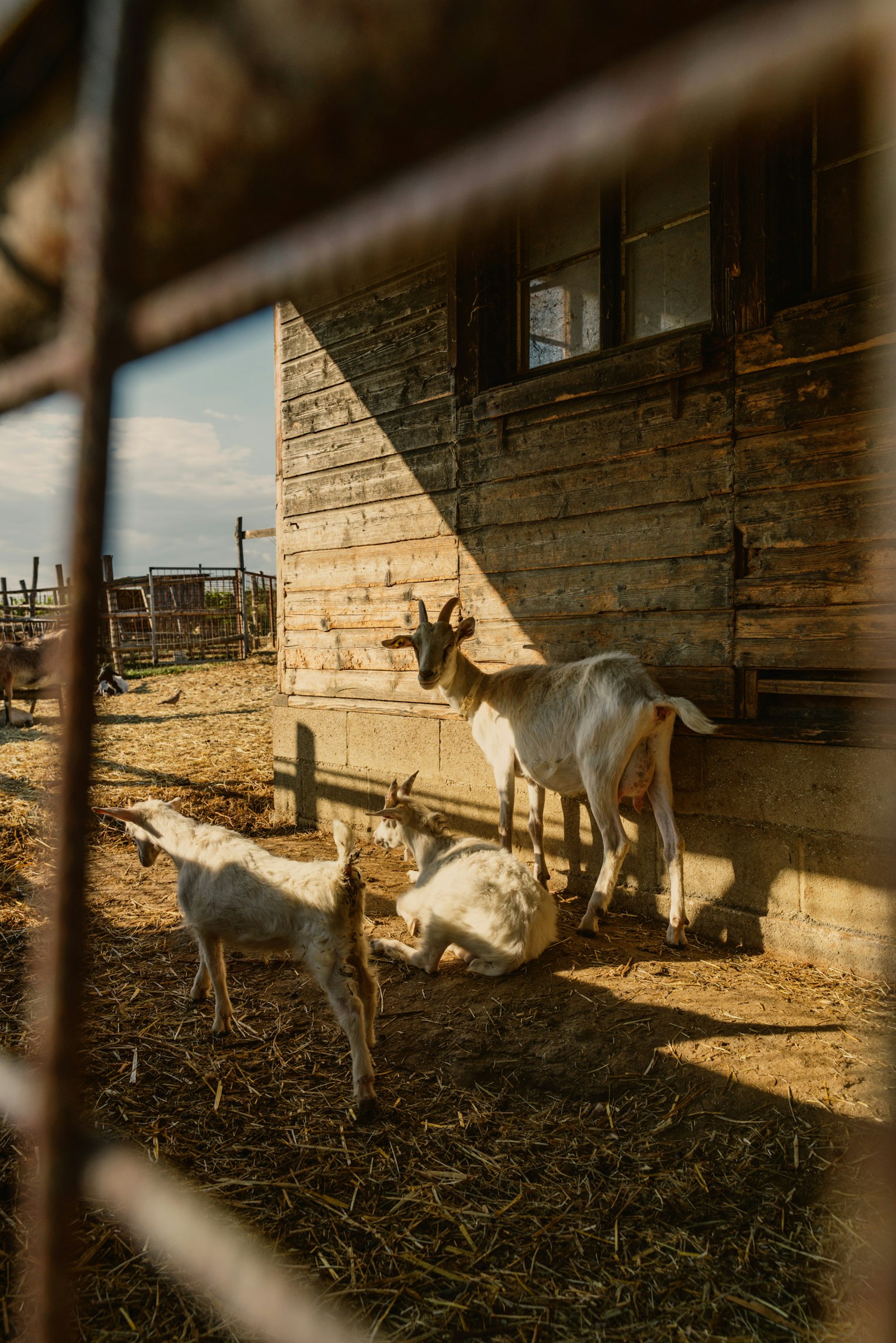 Podere il Casale Tenda