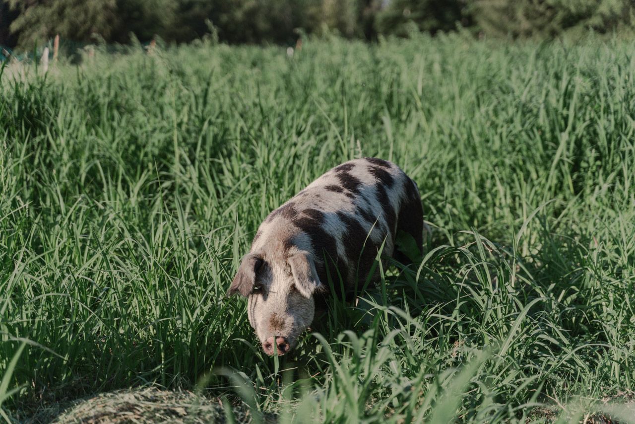 Starte dein Bauernhof-Camping jetzt