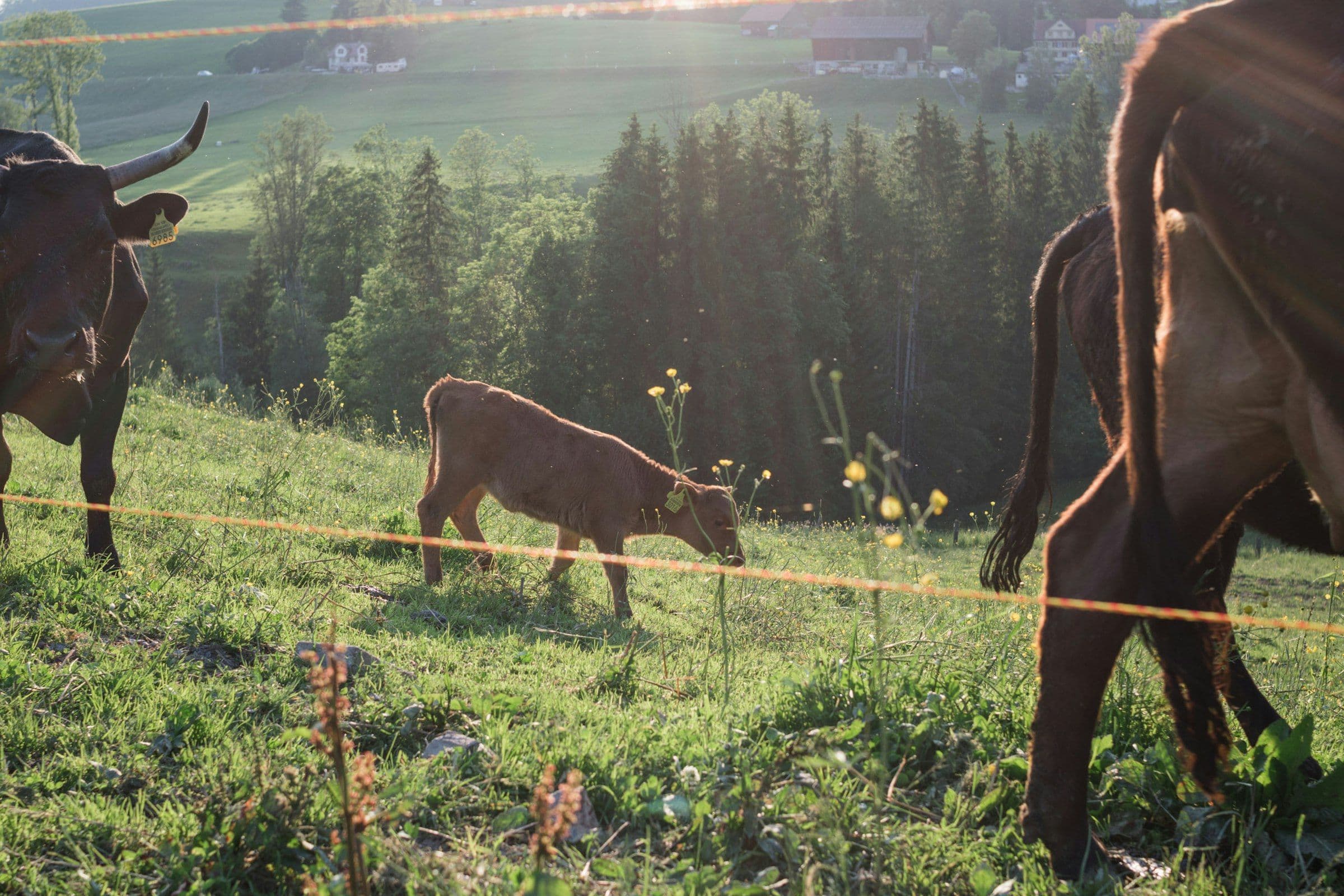 Kalb grast im Abendlicht auf einer Wiese hinter einem Weidezaun, dahinter Tannenwald und Hügel mit Bauernhäusern