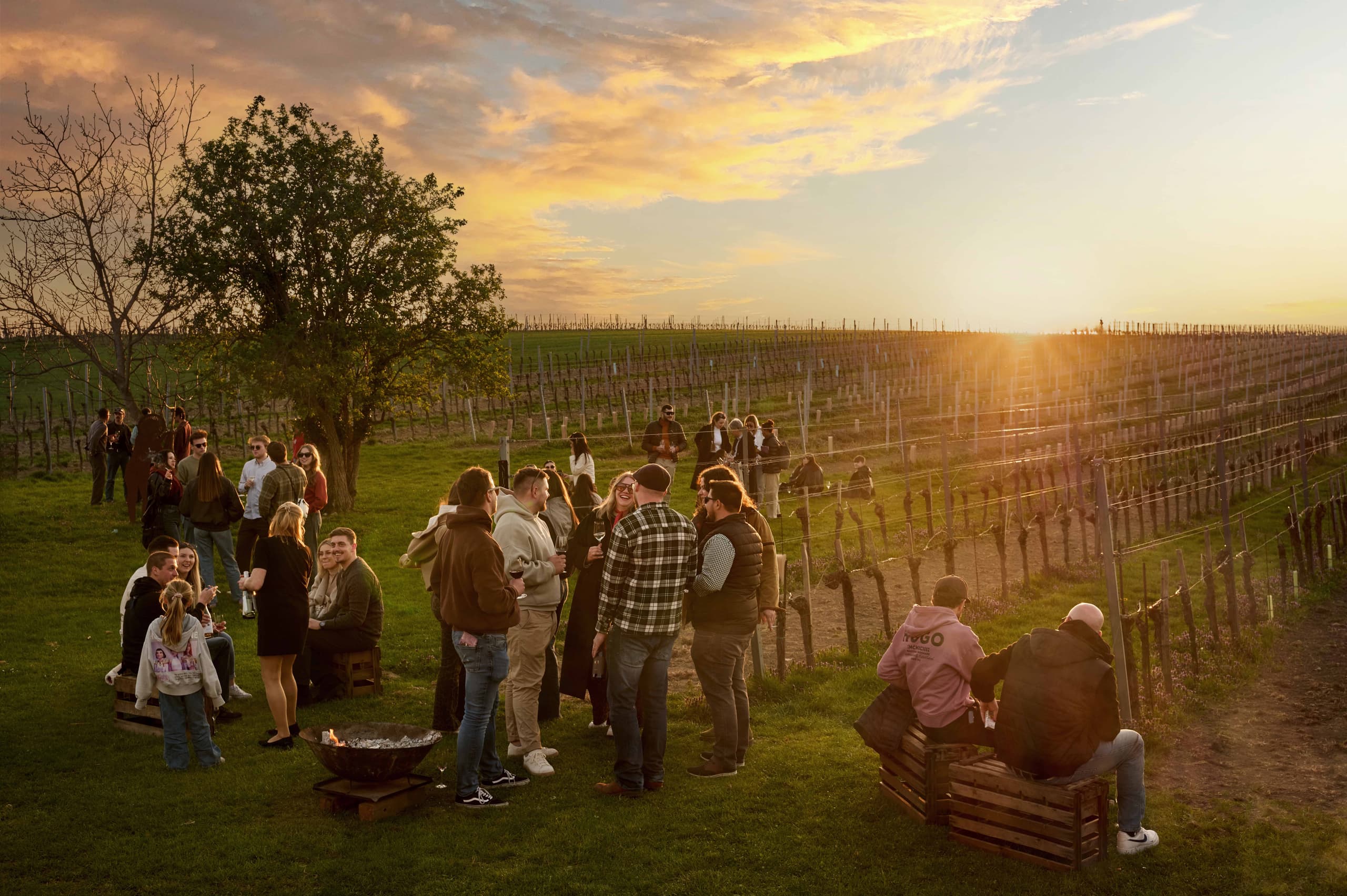 Jungweinschnuppern bei Sonnenuntergang zwischen den Reben