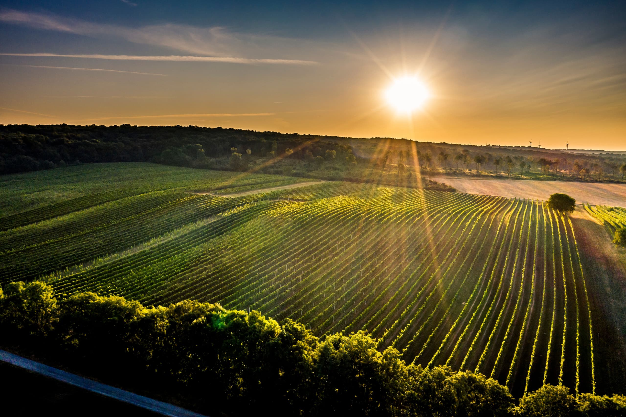 Weinberge in Carnuntum im Licht der tief stehenden Sonne
