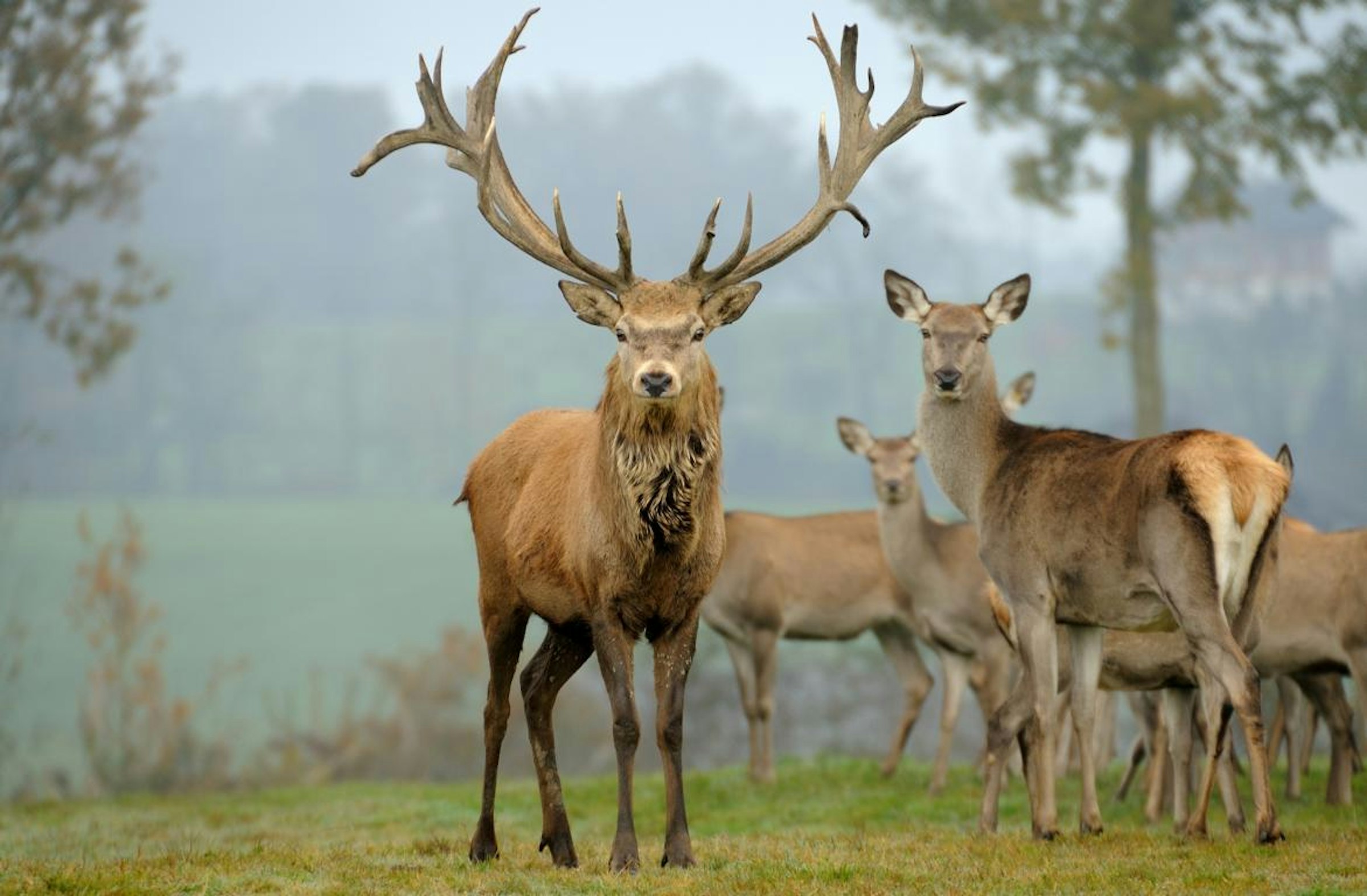 Hirschpark live - Nah am Wild sein