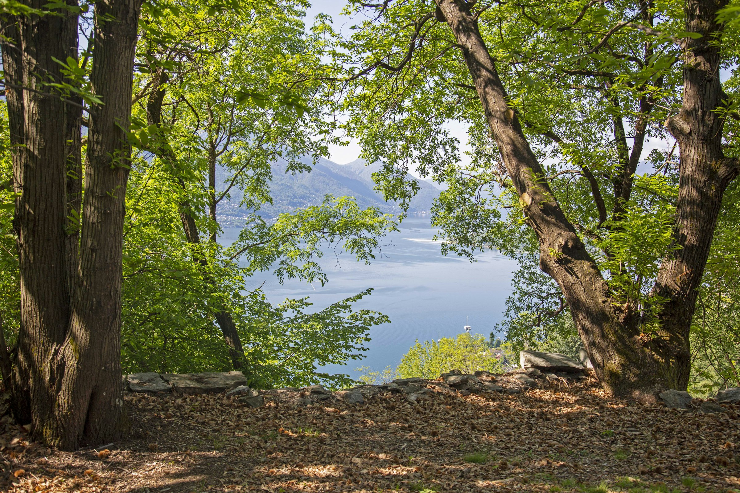 La Sorgente (camelia)