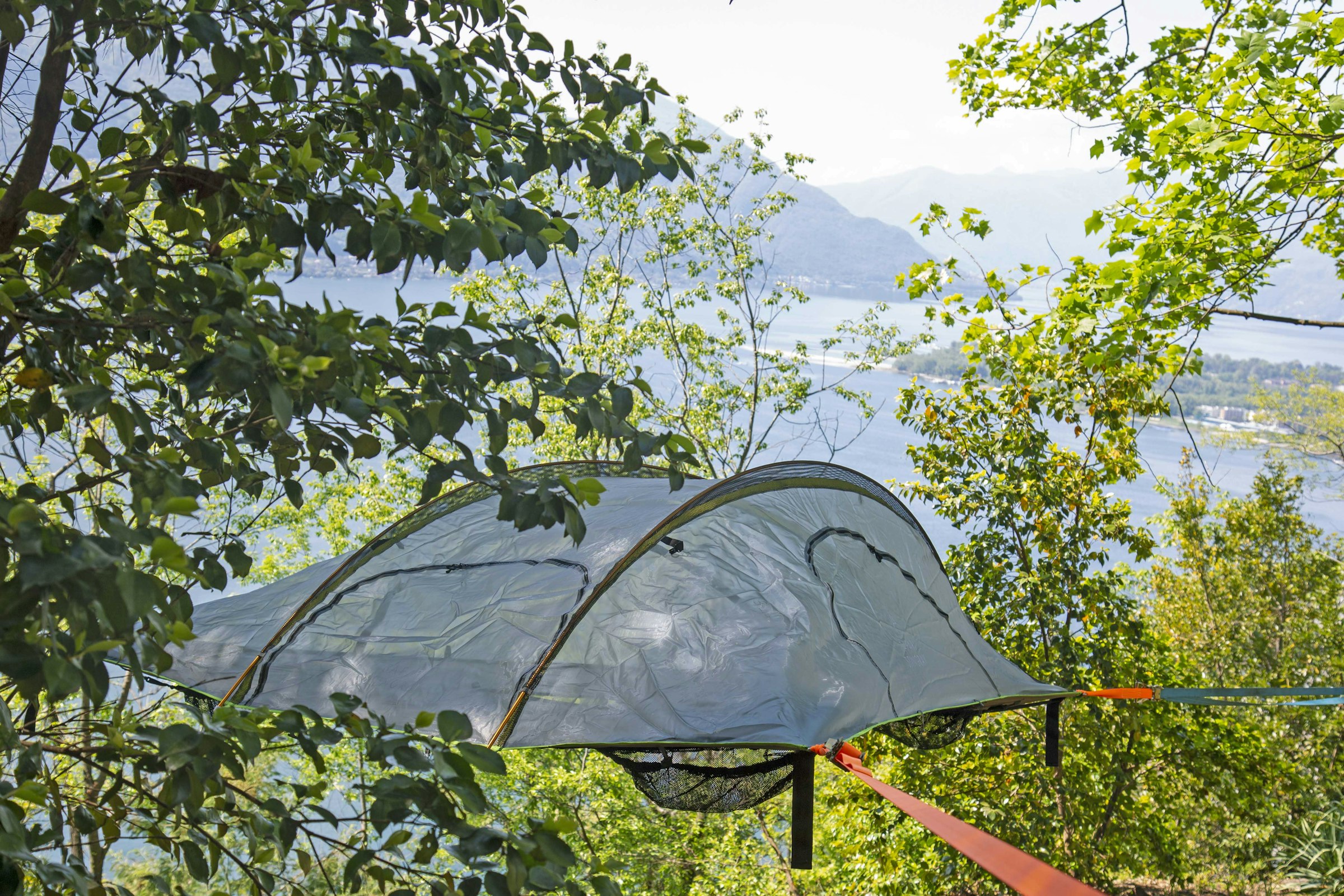 La Sorgente (camelia)